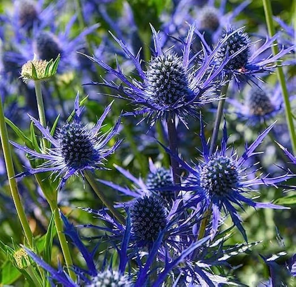 Blue Eryngo (Flat Sea Holly) Flower Seeds – Heirloom Non-GMO, Shade Tolerant for Home Garden