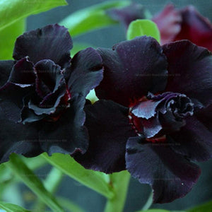 Flower Seeds, Seeds,Seeds For Planting,Plant Seeds