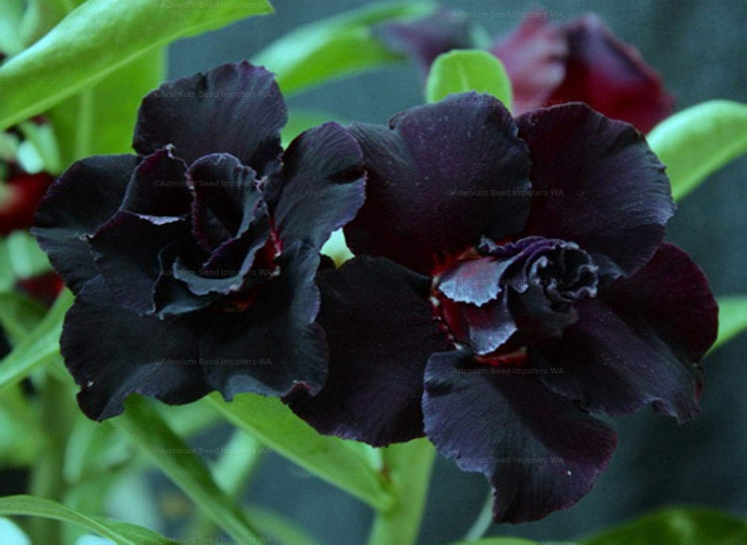 Flower Seeds, Seeds,Seeds For Planting,Plant Seeds