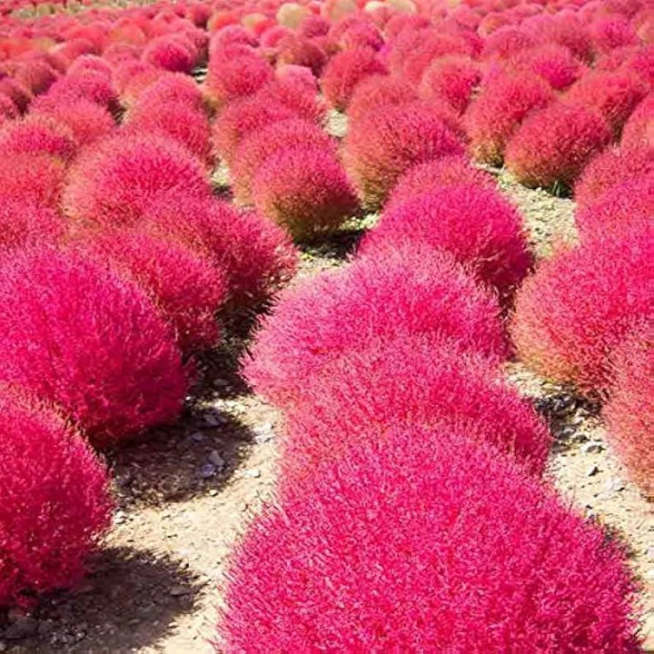 Pink Firebush Flower Seeds for Planting – Premium Heirloom Non-GMO, High Germination Organic Garden Seeds
