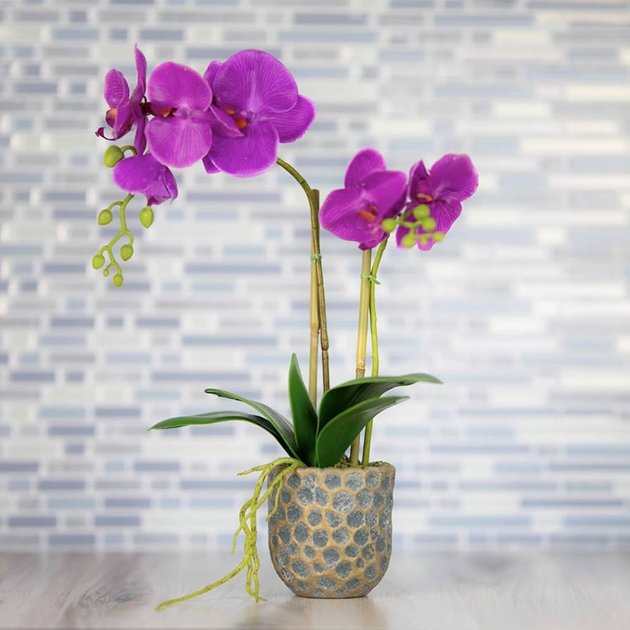 Pale Pink Phalaenopsis Orchid Flower Seeds for Planting – Heirloom, Non-GMO, Organic Cut Flower Seeds