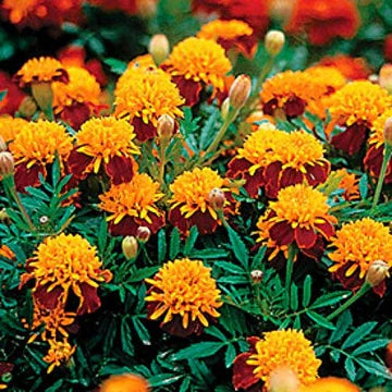Tiger-Eye Marigold Flower Seeds for Planting – Heirloom & Non-GMO Compact French Marigold Variety