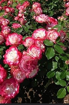 Betty Boop Rose Seeds – Heirloom Non-GMO, Compact Blooms for Home Gardens