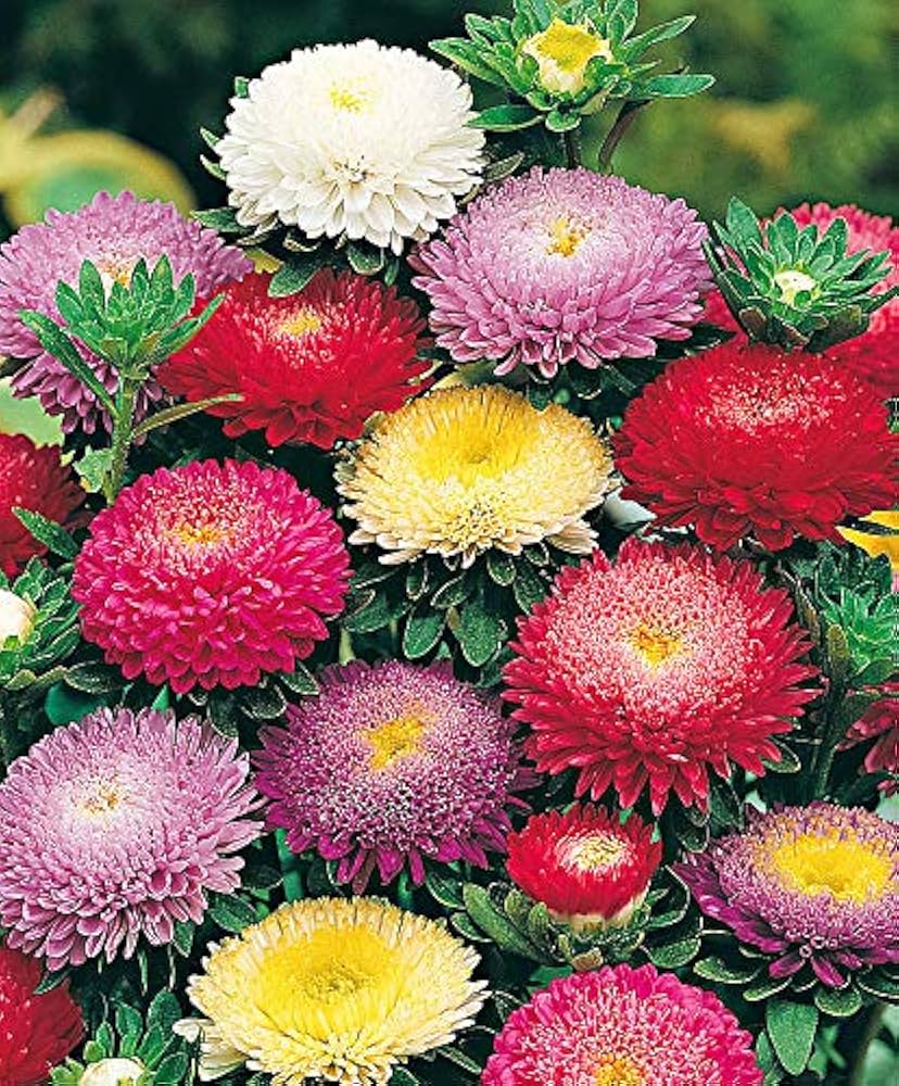 Mixed Aster Flower Seeds for Planting – Heirloom, Non-GMO, High Germination Organic Garden Seeds