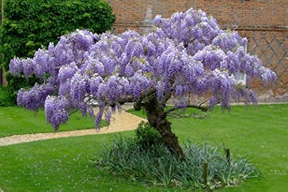 Wisteria Vine Flower Seeds for Planting – Heirloom Non-GMO Seeds, High Germination for Organic Garden