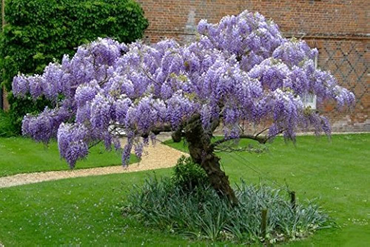 Wisteria Vine Flower Seeds for Planting – Heirloom Non-GMO Seeds, High Germination for Organic Garden
