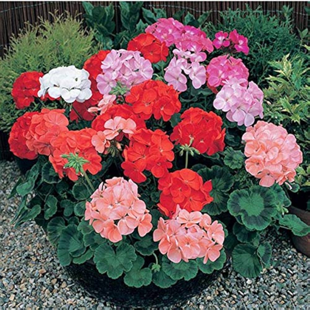 Mixed Colour Geranium Flower Seeds for Planting – Heirloom Non-GMO Organic Garden Seeds