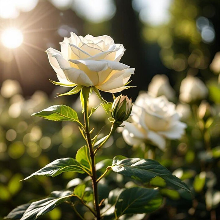 Light Grey Rose Flower Seeds - Heirloom, Non-GMO, High Germination Organic Garden Seeds for Compact Growth