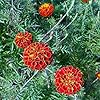 French Marigold Flower Seeds for Planting – Heirloom, Non-GMO, High Germination Hardy Variety
