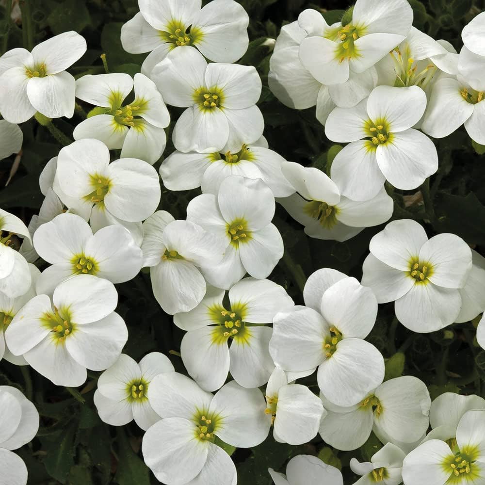 White Aubrieta Cultorum Flower Seeds for Planting – Heirloom, Non-GMO, Ground Cover Organic Garden Seeds