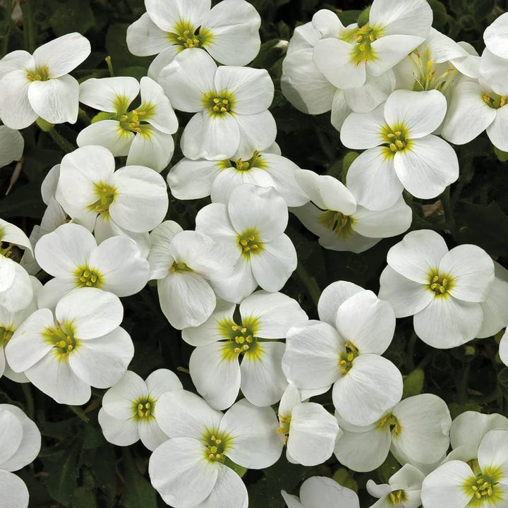 Rock Cress Flower Seeds for Planting Mix – Sun Loving, Heirloom & Non-GMO, High Germination Organic Garden Seeds