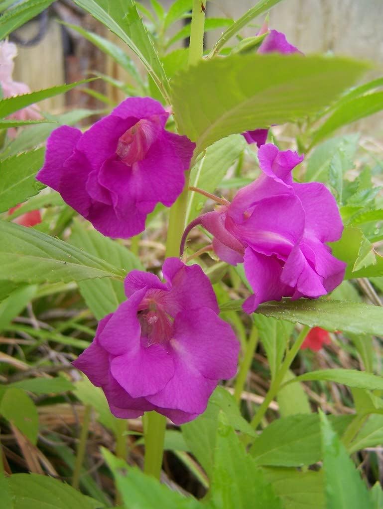 Flower Seeds, Seeds,Seeds For Planting,Plant Seeds