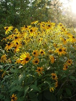 Yellow Rudbeckia Flower Seeds for Planting – Vibrant Perennial Blooms