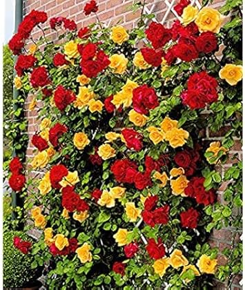 Flower Seeds, Seeds,Seeds For Planting,Plant Seeds