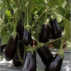 Vegetable Seeds,Garden seeds, Seeds For Planting,Plant Seeds