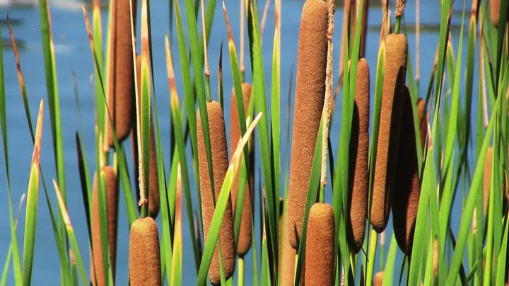 Flower Seeds, Seeds,Seeds For Planting,Plant Seeds