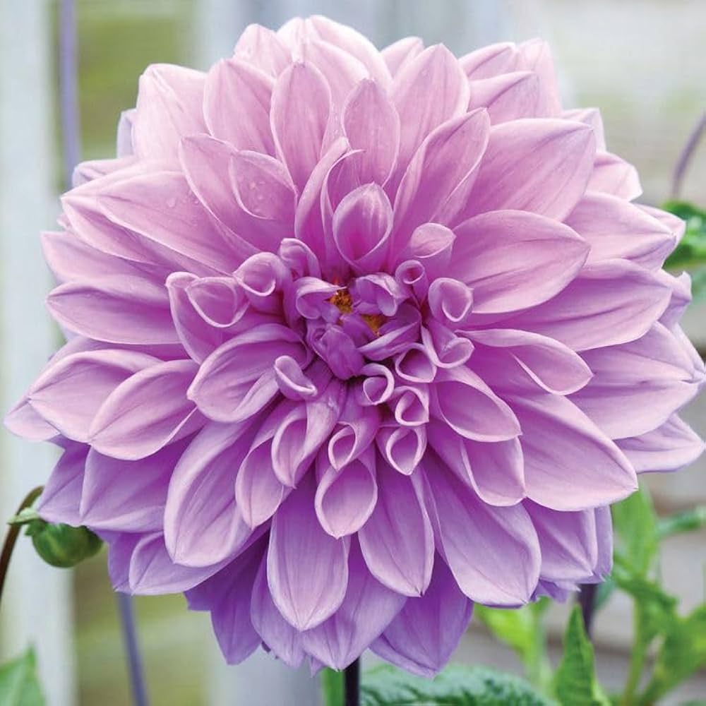 Lavender Two Colour Dahlia Flower Seeds for Planting – Heirloom, Non-GMO, Long Bloom Season