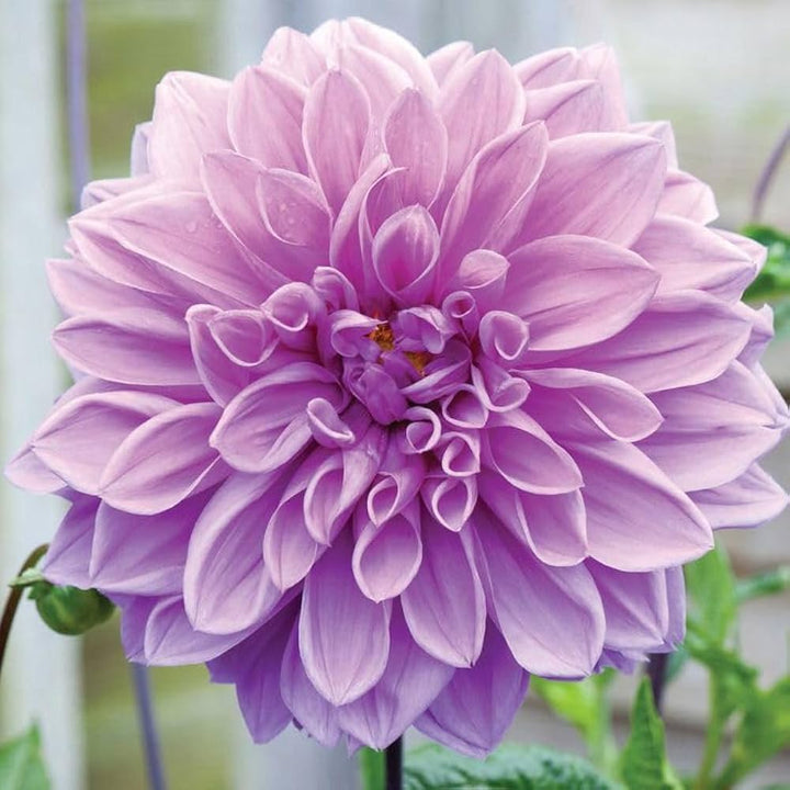 Lavender Two Colour Dahlia Flower Seeds for Planting – Heirloom, Non-GMO, Long Bloom Season