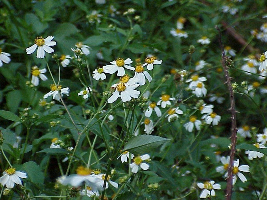 Flower Seeds, Seeds,Seeds For Planting,Plant Seeds