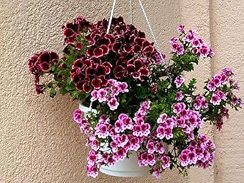 Flower Seeds, Seeds,Seeds For Planting,Plant Seeds