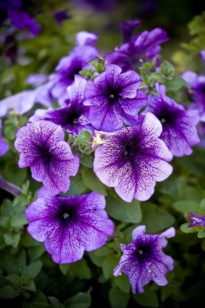 Black Purple Petunia Flower Seeds for Planting – Heirloom, Non-GMO, High Germination Organic Garden Seeds