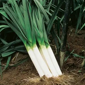 Leek American Flag Seeds – Heirloom, Non-GMO, Mild-Sweet Flavor
