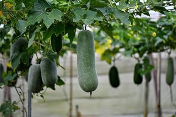 Super Big Winter Melon Seeds for Planting – Heirloom & Non-GMO Vegetable Seeds for Giant Fruit Gardens