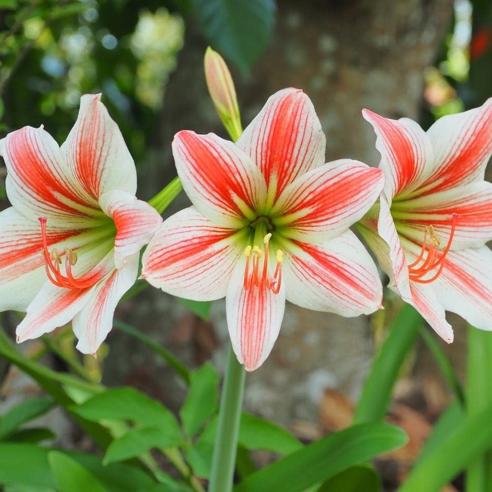 Orange White Amaryllis Flower Seeds for Planting – Heirloom, Non-GMO, High Germination Garden Seeds