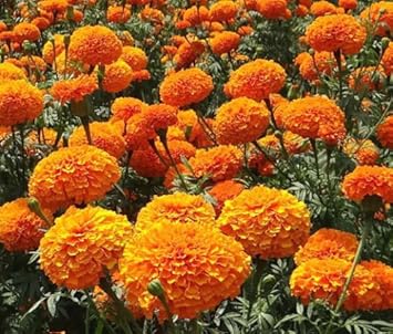 Flower Seeds, Seeds,Seeds For Planting,Plant Seeds