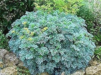 Herb Seeds,Garden seeds, Seeds For Planting,Plant Seeds