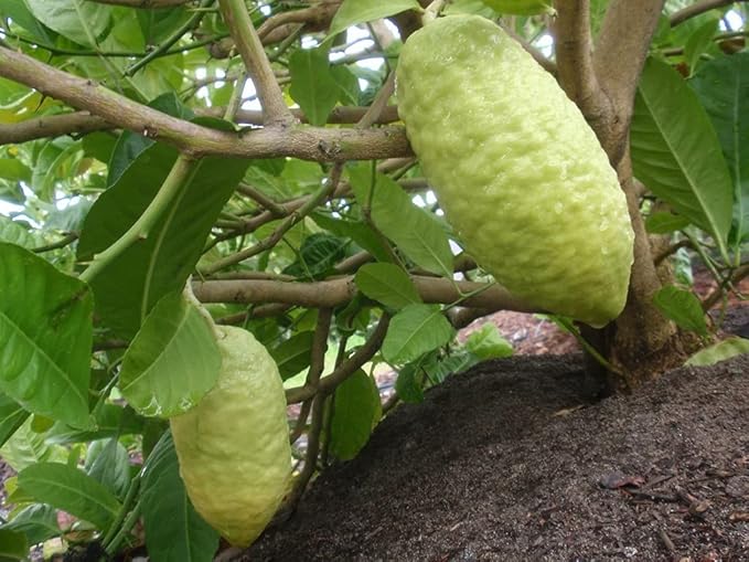 Citron Seeds for Planting – Heirloom, Non-GMO, Rare Melon-Like Vegetable – High Germination