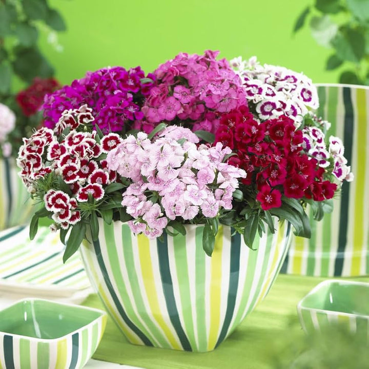 Mixed Dianthus Telstar Flower seeds for Planting - Colorful Display, Heirloom &amp; GMO Free Seeds for Home Garden, 100pcs