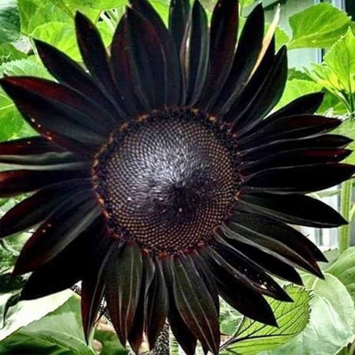 Black Giant Sunflower Seeds for Planting – Heirloom, Non-GMO, Fragrant, High Germination Organic Garden Seeds
