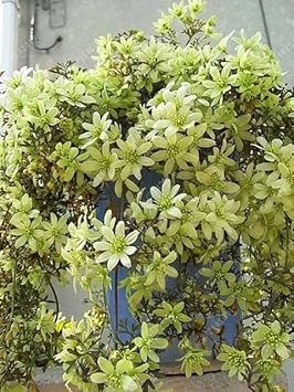 Flower Seeds, Seeds,Seeds For Planting,Plant Seeds