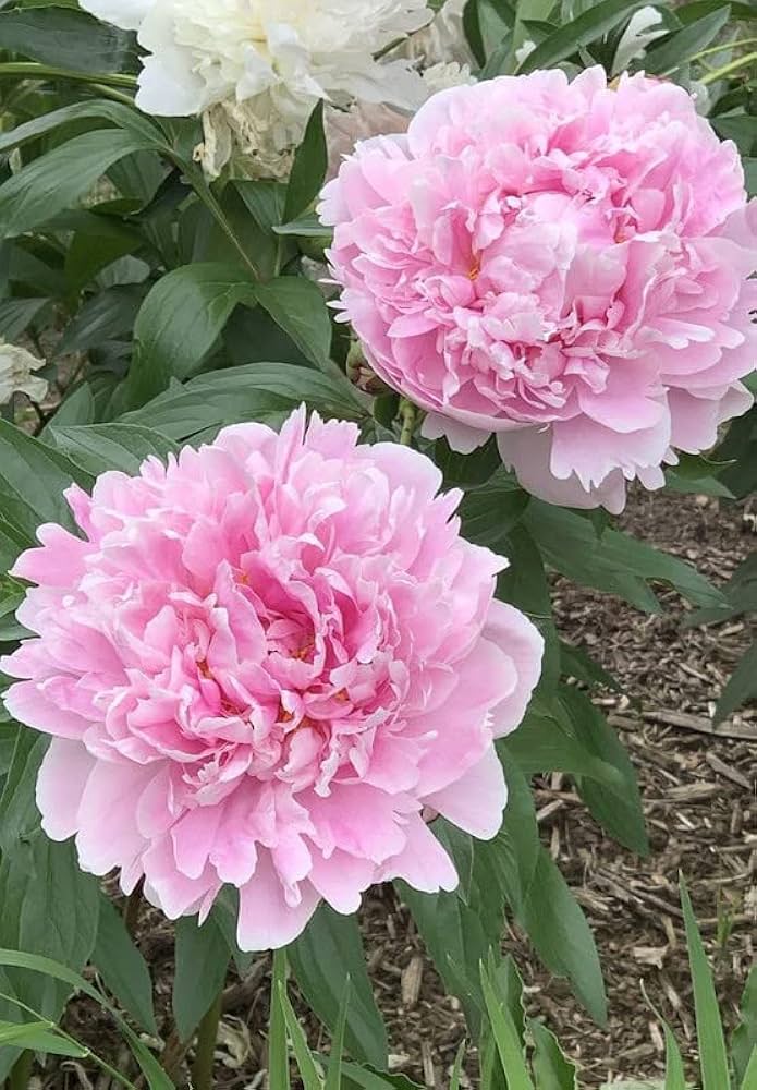 Pink Paeonia Flower Seeds for Planting – Heirloom Non-GMO, High Germination Organic Garden Seeds