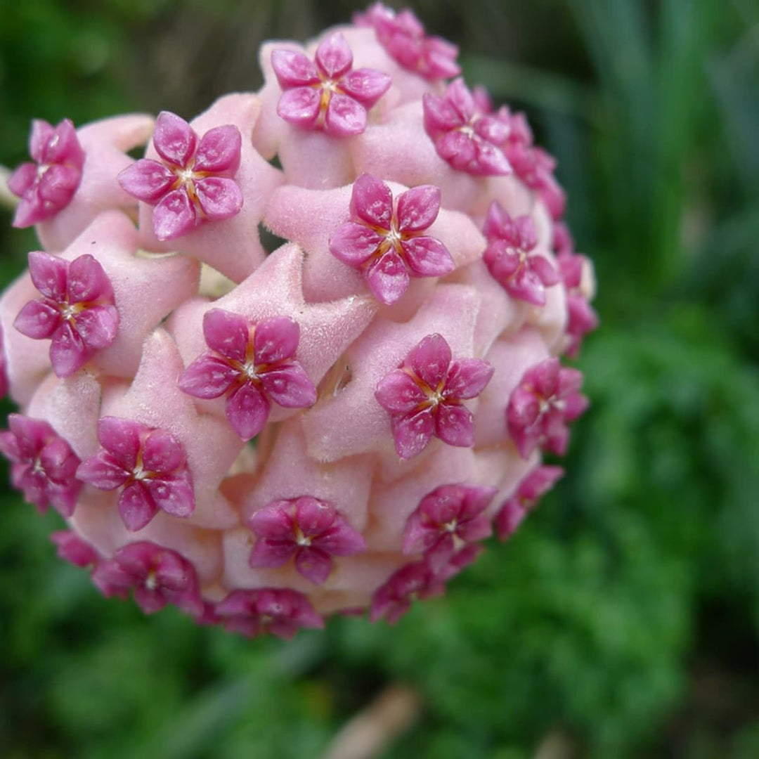 Flower Seeds, Seeds,Seeds For Planting,Plant Seeds