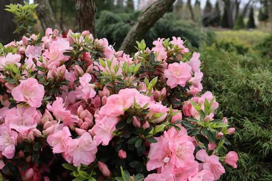 Azalea Flower Seeds Mix for Planting – Heirloom, Non-GMO, High Germination Garden Seeds