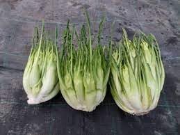 Vegetable Seeds,Garden seeds, Seeds For Planting,Plant Seeds