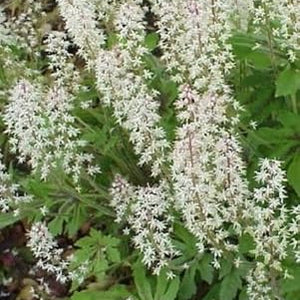 Flower Seeds, Seeds,Seeds For Planting,Plant Seeds