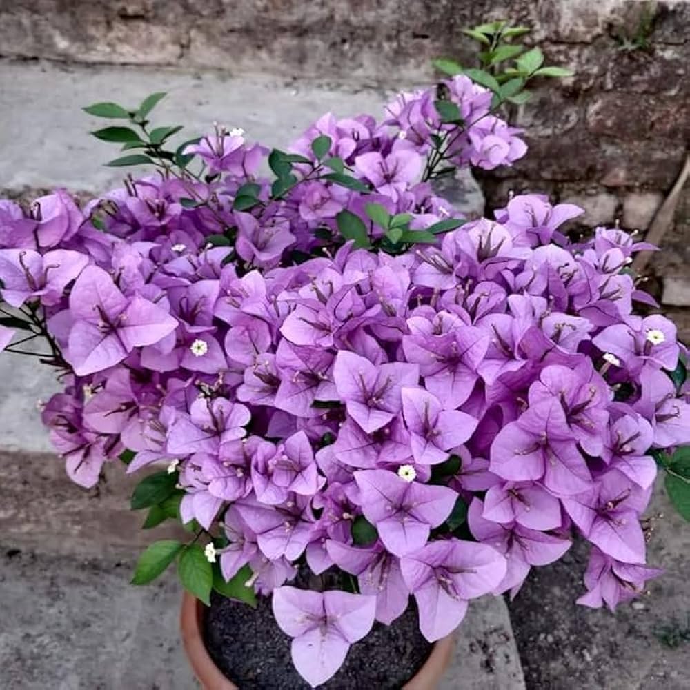 Light Purple Bougainvillea Flower Seeds for Planting – Heirloom Non-GMO High Germination Seeds