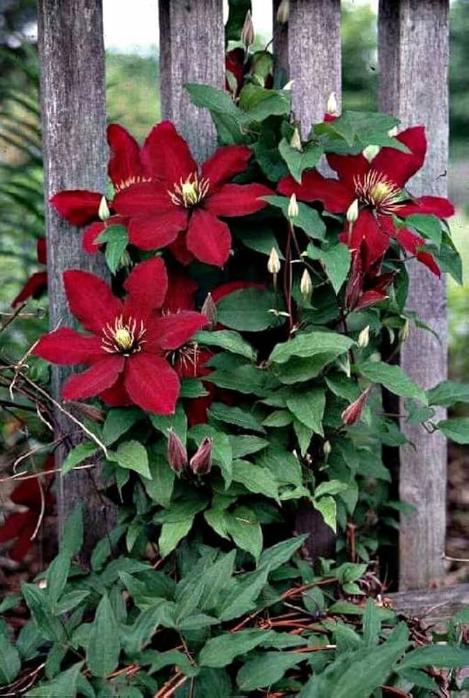 Red Clematis Flower seeds for Planting – Vibrant Colors, Heirloom &amp; GMO Free Seeds for Home Garden