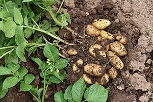 Potato Seeds for Planting – Heirloom Non-GMO Staple Crop – Organic Garden Seeds for Backyard Food Growers