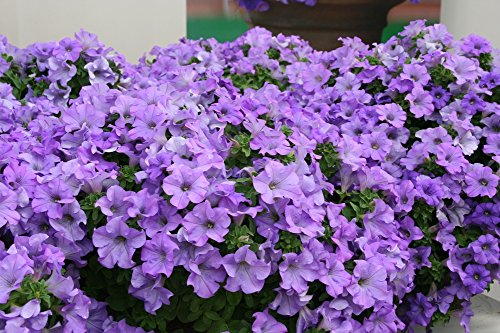 Lavender Petunia Flower Seeds for Planting – Long Bloom Season, Heirloom & Non-GMO Organic Garden Seeds
