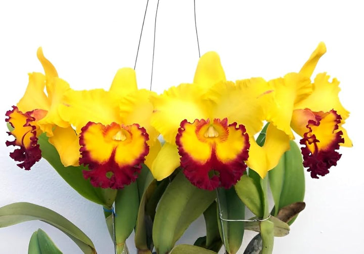 Yellow Cattleya Hybrida Flower Seeds for Planting – Heirloom Non-GMO, Shade Tolerant Organic Garden Seeds