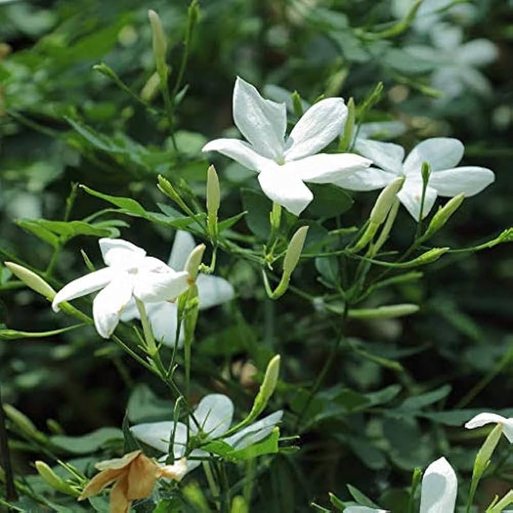 Jasmine Flower Seeds for Planting – Colorful Display Heirloom Non-GMO, High Germination Organic Garden Seeds