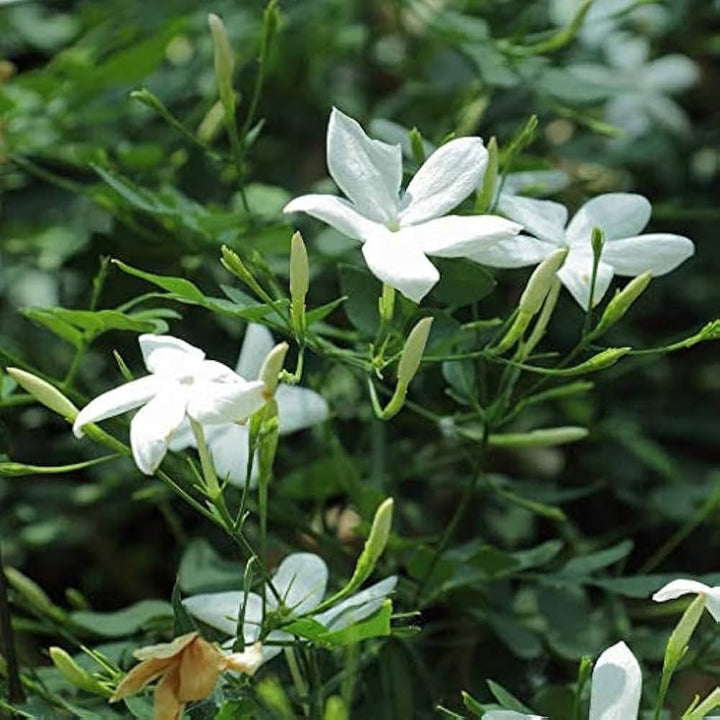 Jasmine Flower Seeds for Planting – Colorful Display Heirloom Non-GMO, High Germination Organic Garden Seeds