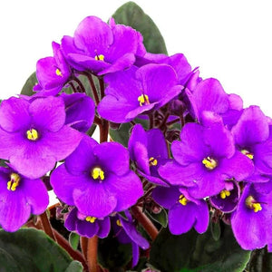 Flower Seeds, Seeds,Seeds For Planting,Plant Seeds
