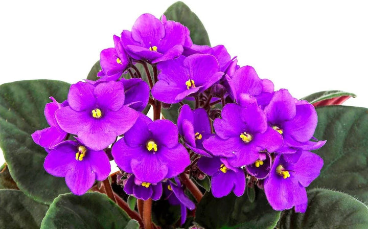 Flower Seeds, Seeds,Seeds For Planting,Plant Seeds