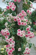 Pink White Climbing Rose Seeds for Planting – Heirloom, Non-GMO, Long Bloom Season, High Germination