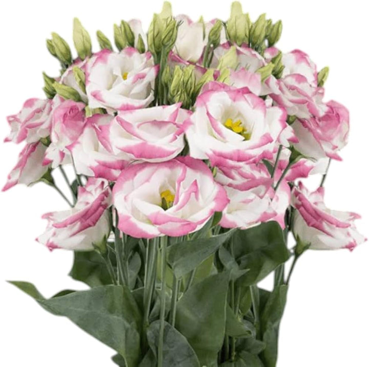 White & Red Eustoma (Lisianthus) Flower Seeds for Planting – Heirloom, Non-GMO, Pollinator Friendly, High Germination